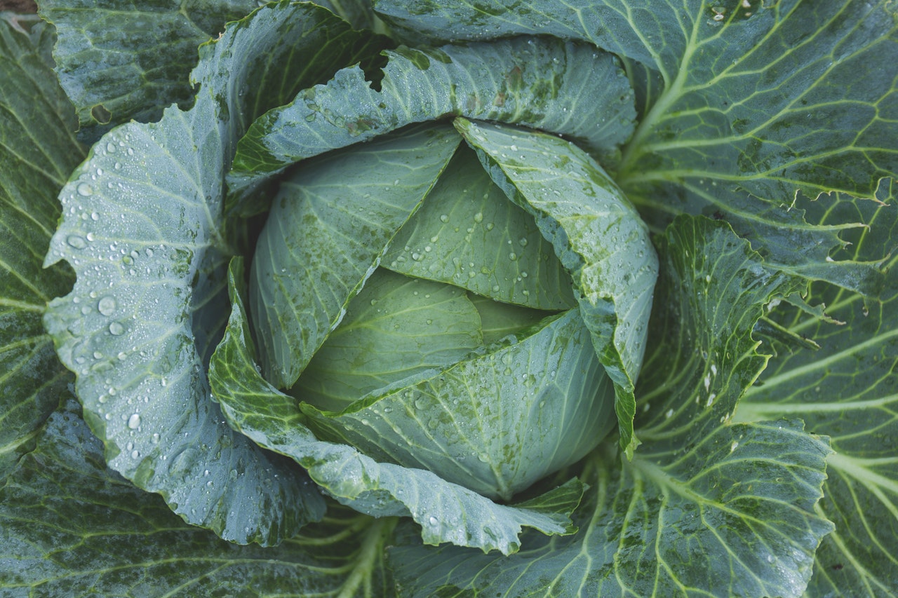 Cabbage juice health benefits