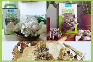 craving mushrooms
